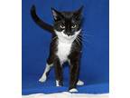 Twiggy - 39377, Domestic Mediumhair For Adoption In Prattville, Alabama