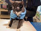 Umbreon, Domestic Shorthair For Adoption In New York, New York
