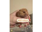 Leelu, Hamster For Adoption In Faribault, Minnesota