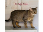 Betsy Ross (c23-339), Domestic Shorthair For Adoption In Lebanon, Tennessee