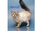 Sherriff (c24-113), Siamese For Adoption In Lebanon, Tennessee