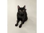 Raven, American Shorthair For Adoption In West Palm Beach, Florida