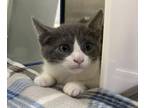 Paramore, Domestic Shorthair For Adoption In Boone, North Carolina