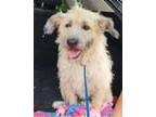 Roux, Cairn Terrier For Adoption In Sudbury, Massachusetts