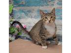 Margie, Domestic Shorthair For Adoption In Huntley, Illinois