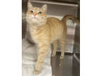 Alphabet Soup, Domestic Shorthair For Adoption In Blackwood, New Jersey