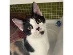 Trifecta, Domestic Shorthair For Adoption In Youngsville, North Carolina