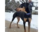 Toby, Doberman Pinscher For Adoption In Baltimore, Maryland
