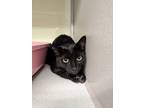 Flag, Domestic Shorthair For Adoption In Divide, Colorado