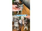 Blueberry, Domestic Shorthair For Adoption In Lewisville, Texas