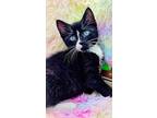 Minnie, Domestic Shorthair For Adoption In Lewisville, Texas