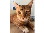 James Bond, Domestic Shorthair For Adoption In Colmar, Pennsylvania