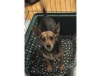 Cora - Super Social Sweetie, Miniature Pinscher For Adoption In Seattle