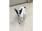 Mina - Sweet 5 Lb. Quiet Animal Friendly, Rat Terrier For Adoption In Seattle