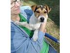 Hardy, Parson Russell Terrier For Adoption In Columbia, Tennessee