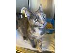 Ms. Melody, Domestic Shorthair For Adoption In Barron, Wisconsin