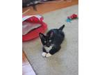 Luna, Domestic Shorthair For Adoption In Melville, New York