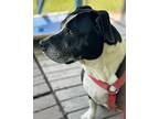 Daisy, American Pit Bull Terrier For Adoption In Newport, North Carolina
