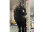 Yin, Domestic Shorthair For Adoption In Voorhees, New Jersey
