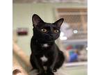 Shelly, Domestic Shorthair For Adoption In Athens, Tennessee