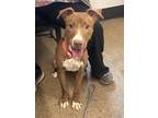 Tessa Iii 90, American Pit Bull Terrier For Adoption In Cleveland, Ohio