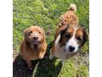 Dodger & Peter Pan, Labrador Retriever For Adoption In Tangent, Oregon