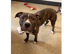 Keener 56, American Pit Bull Terrier For Adoption In Cleveland, Ohio