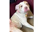 Sharon 103, American Pit Bull Terrier For Adoption In Cleveland, Ohio