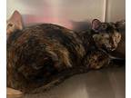 Gypsy Toes, Domestic Shorthair For Adoption In Sioux City, Iowa