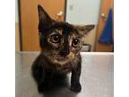 Piddle Paws, Domestic Shorthair For Adoption In Sioux City, Iowa