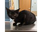 Smoosh Bean Piddly Doos, Domestic Shorthair For Adoption In Sioux City, Iowa
