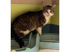 Red, Domestic Shorthair For Adoption In Sioux City, Iowa
