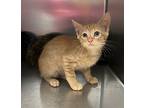 Liddle Piddles, Domestic Shorthair For Adoption In Sioux City, Iowa