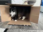 Cookie Monster *courtesy Posting*, Domestic Longhair For Adoption In New York