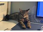 Mac & Cheese *courtesy Posting*, Domestic Shorthair For Adoption In New York