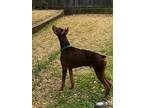 Slim, Doberman Pinscher For Adoption In Benbrook, Texas