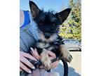Prada, Terrier (unknown Type, Small) For Adoption In Lynnwood, Washington