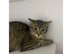 New Mexico (feral), Domestic Shorthair For Adoption In Espanola, New Mexico