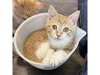 Erin, Domestic Shorthair For Adoption In Candler, North Carolina