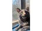 Cassie, Domestic Shorthair For Adoption In Candler, North Carolina