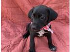 Lily, Labrador Retriever For Adoption In Collegeville, Pennsylvania