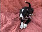 Lola, Labrador Retriever For Adoption In Collegeville, Pennsylvania