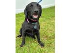 Bagels, Labrador Retriever For Adoption In Summit, New Jersey