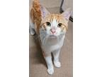 Jacoby, Domestic Shorthair For Adoption In The Colony, Texas