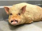 15222, Pig (potbellied) For Adoption In Monroe, Georgia