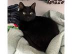 Frankie, Domestic Shorthair For Adoption In Greenfield, Indiana