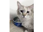 Madeline Mama Of Cookie Litter, Siberian For Adoption In Phoenix, Arizona