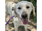Rowdy, Labrador Retriever For Adoption In Esc, California