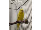 Daffodil, Budgie For Adoption In Guelph, Ontario