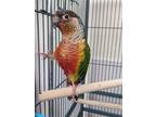 Tyson, Parrot - Other For Adoption In Guelph, Ontario